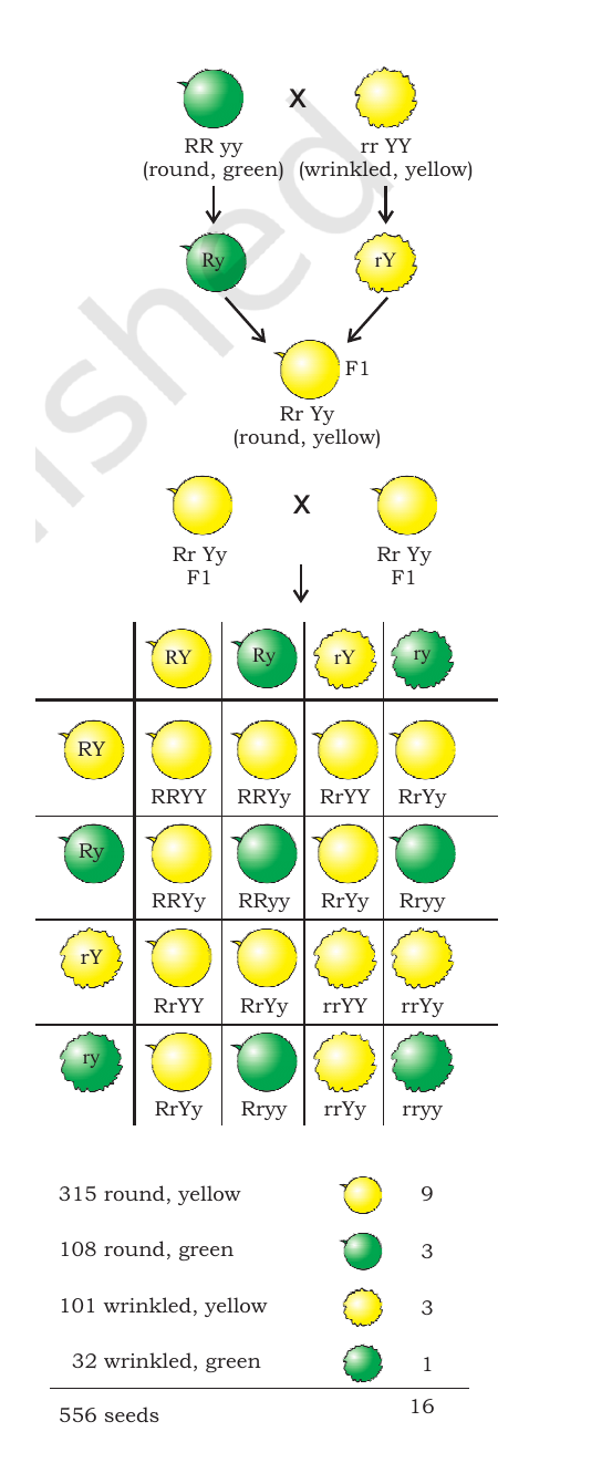 NCERT dihybrid-cross table showing independent inheritance of seed shape and colour in pea plants.