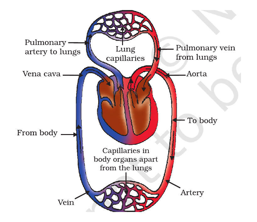 NCERT schematic of oxygenated and deoxygenated blood flow through the heart, lungs and body.