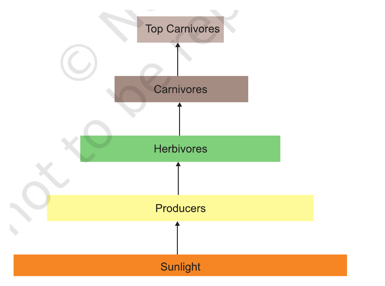 NCERT diagram showing unidirectional energy flow from sunlight through producers, herbivores and carnivores.