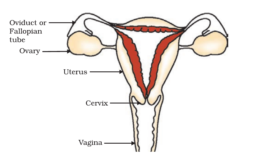 NCERT labelled diagram of the human female reproductive system, including ovaries, oviducts, uterus, cervix and vagina.