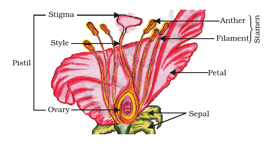 NCERT labelled longitudinal section of a flower showing sepals, petals, stamens, stigma, style, ovary and ovules.