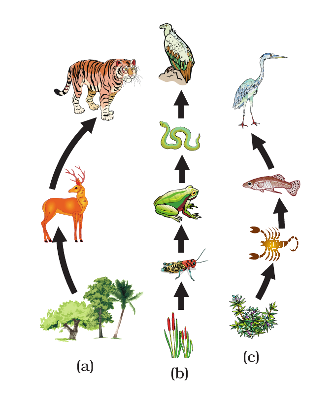NCERT diagram showing three natural food chains in forest, grassland and pond ecosystems.