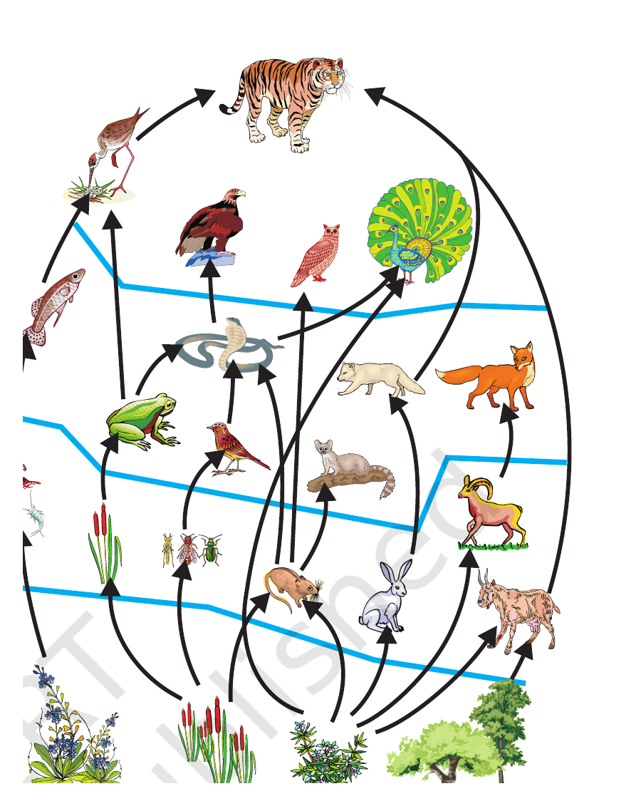 NCERT food-web diagram showing the interconnected feeding relationships among organisms.