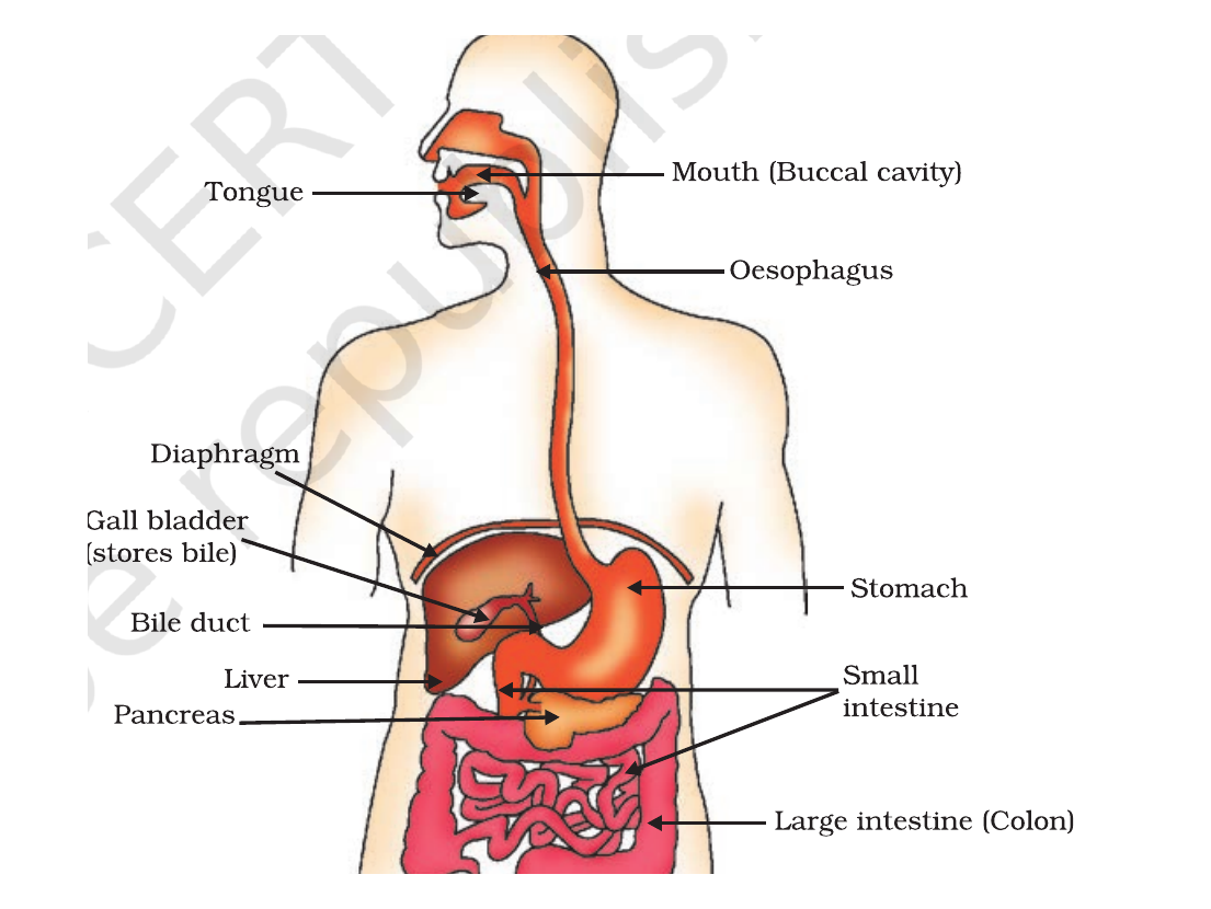 NCERT labelled diagram of the human alimentary canal, including the mouth, oesophagus, stomach, liver, pancreas and intestines.