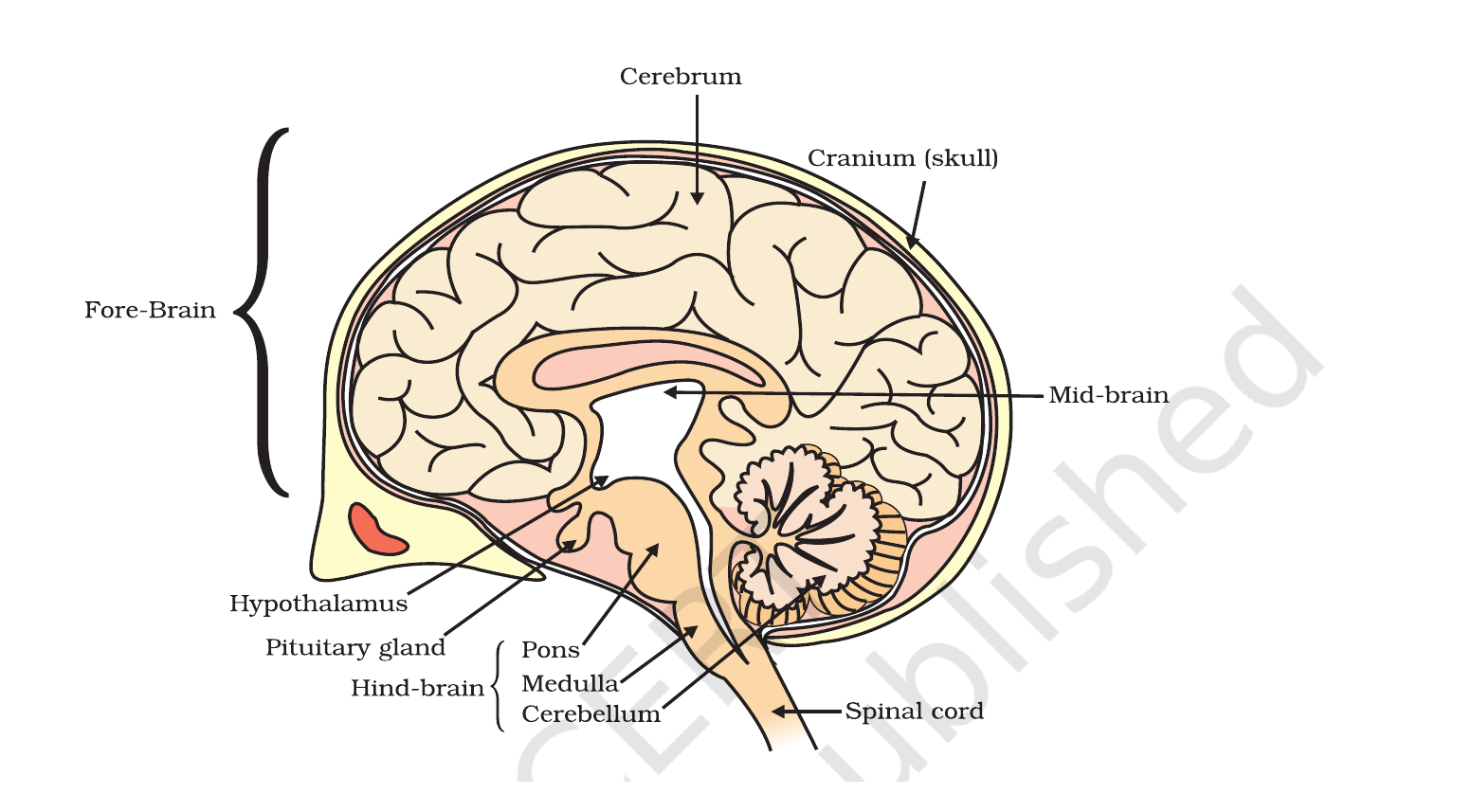 NCERT labelled side view of the human brain showing the cerebrum, cerebellum, medulla, pons, pituitary and spinal cord.