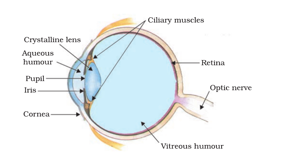NCERT labelled cross-section of the human eye showing the cornea, iris, pupil, lens, retina, optic nerve and ciliary muscles.