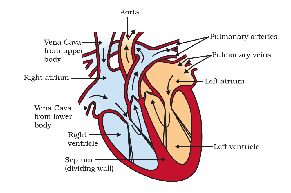 NCERT labelled cross-section of the human heart showing chambers, valves and major blood vessels.