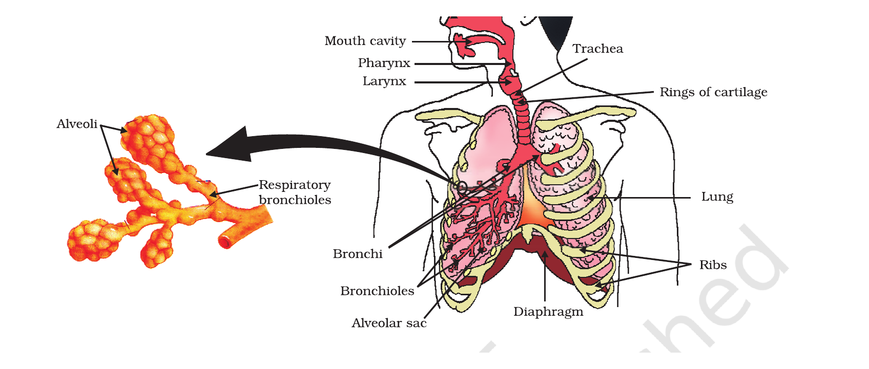 NCERT labelled diagram of the human respiratory system and enlarged alveoli.