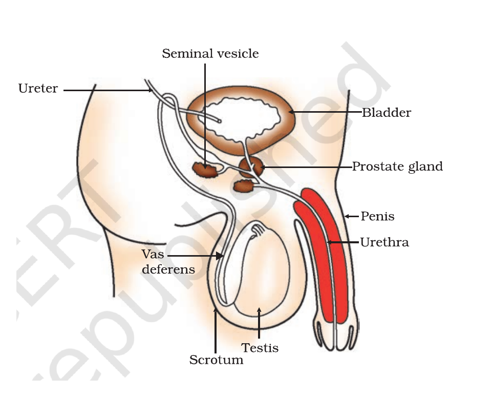 NCERT labelled diagram of the human male reproductive system.
