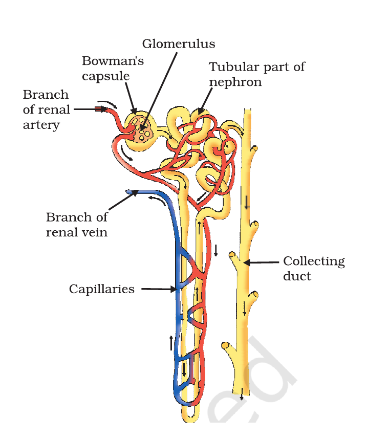 NCERT labelled diagram of a nephron showing Bowman's capsule, glomerulus, tubule, collecting duct and associated blood vessels.