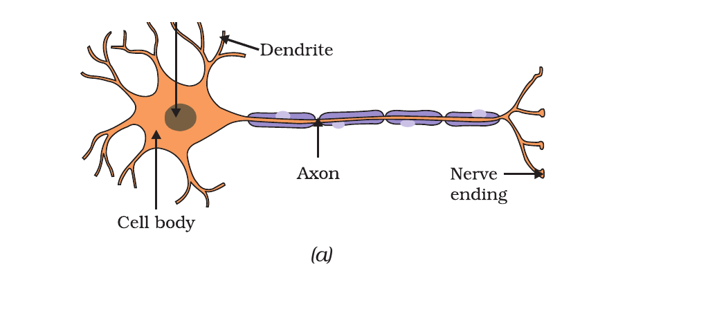 NCERT labelled structure of a neuron, including dendrites, cell body, axon and nerve ending.