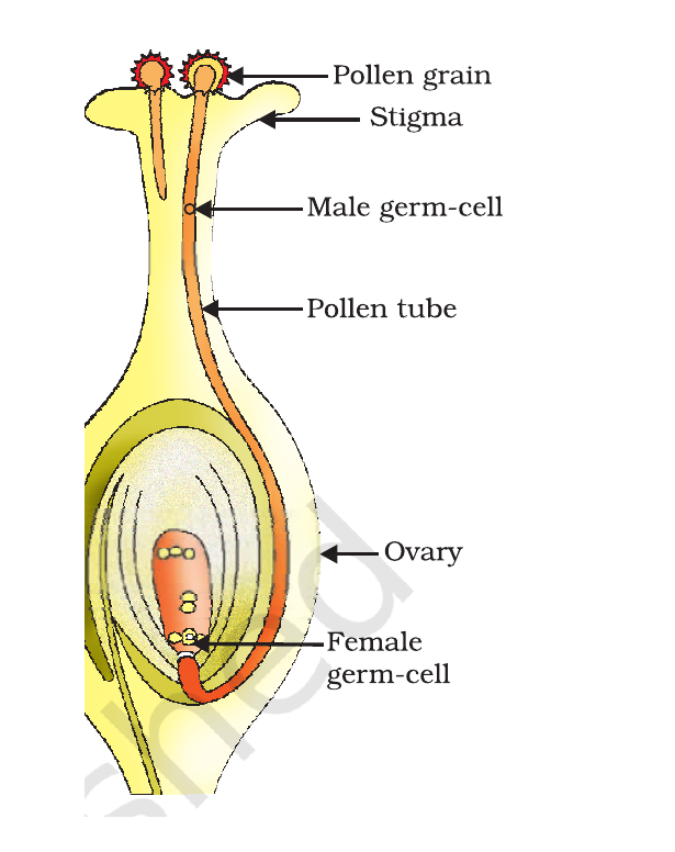 NCERT labelled diagram showing germination of pollen on the stigma and the pollen tube reaching the ovule.