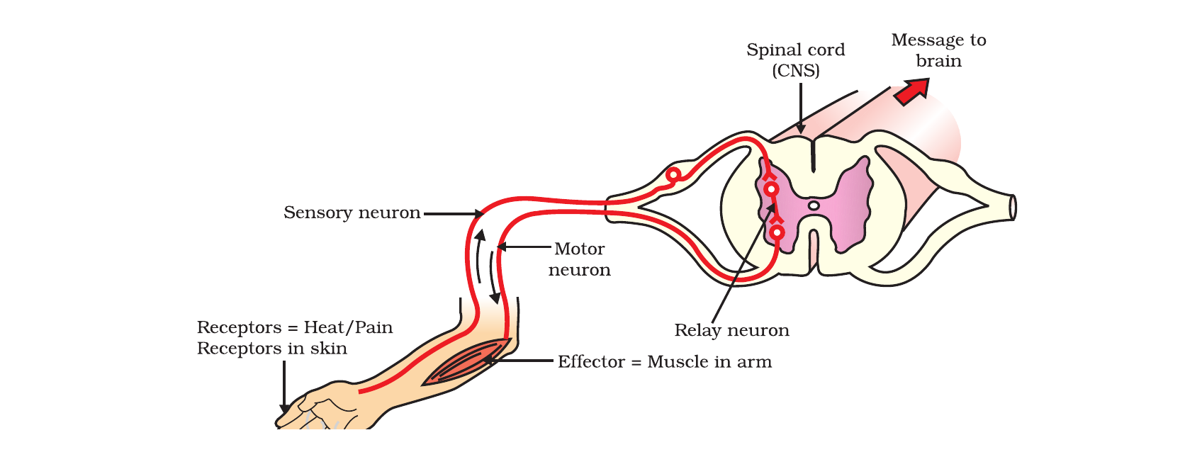 NCERT labelled reflex arc showing receptor, sensory neuron, spinal cord, motor neuron and effector.