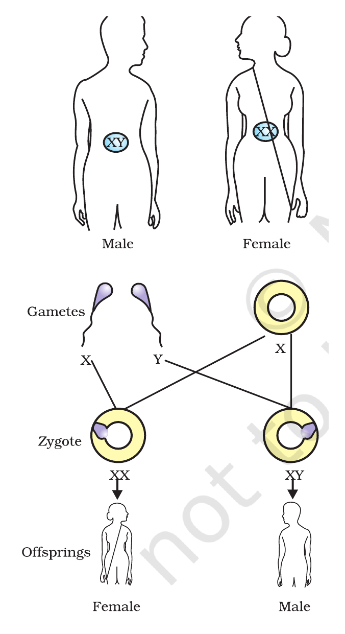 NCERT inheritance diagram showing how X and Y chromosomes determine sex in human beings.