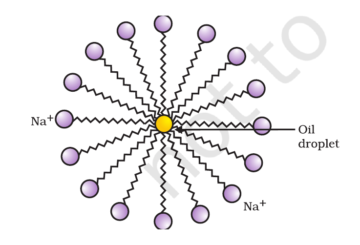 NCERT diagram of a soap micelle showing hydrophilic ends facing water and hydrocarbon ends surrounding an oily dirt particle.