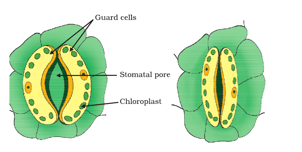 NCERT labelled diagrams of open and closed stomatal pores with guard cells, chloroplasts, nuclei and the stomatal opening.
