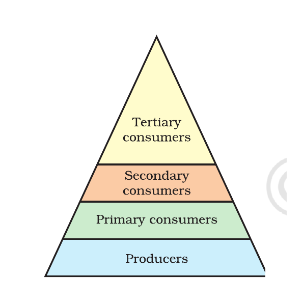 NCERT ecological pyramid showing producers and primary, secondary and tertiary consumers.